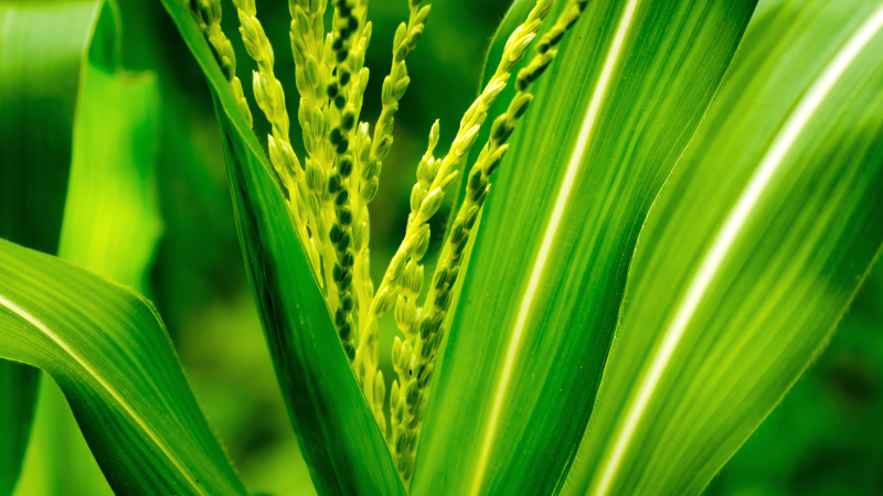 Illustration for article titled What Biofuel Is (And Where It Comes From)
